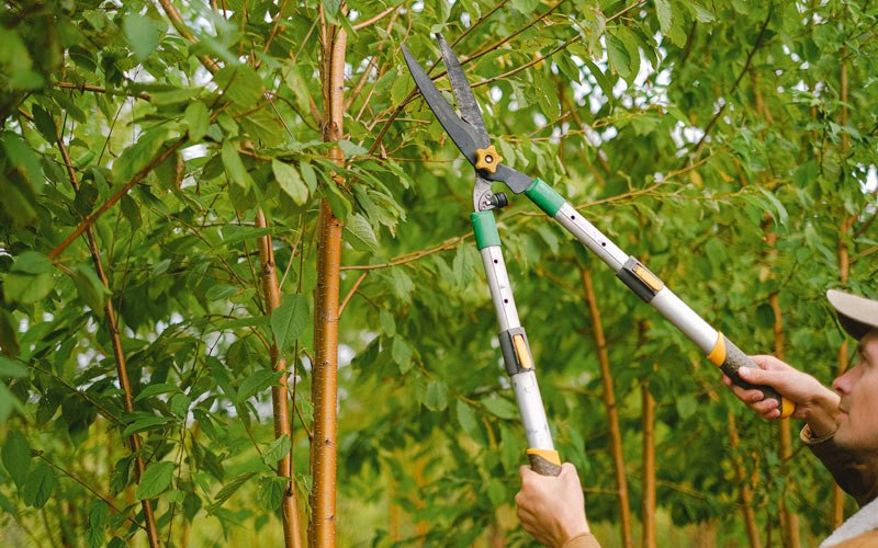 Tree trimming in Papaikou, HI